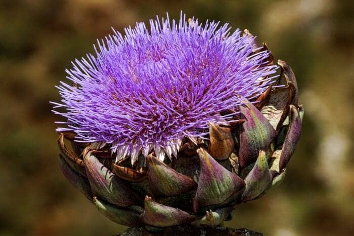 Cynara Cardunculus