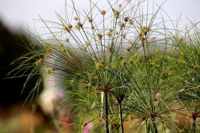 Cyperus Papyrus