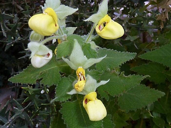 Cypripedium Flowers