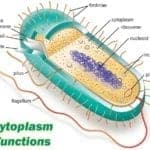 Cytoplasm Functions