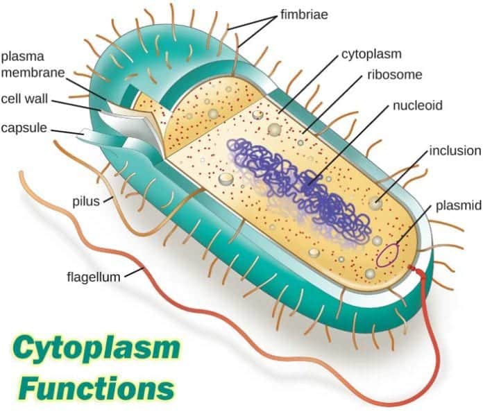 Cytoplasm Functions