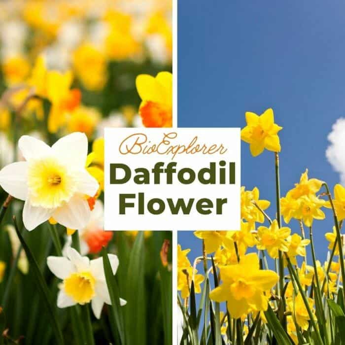 Daffodil