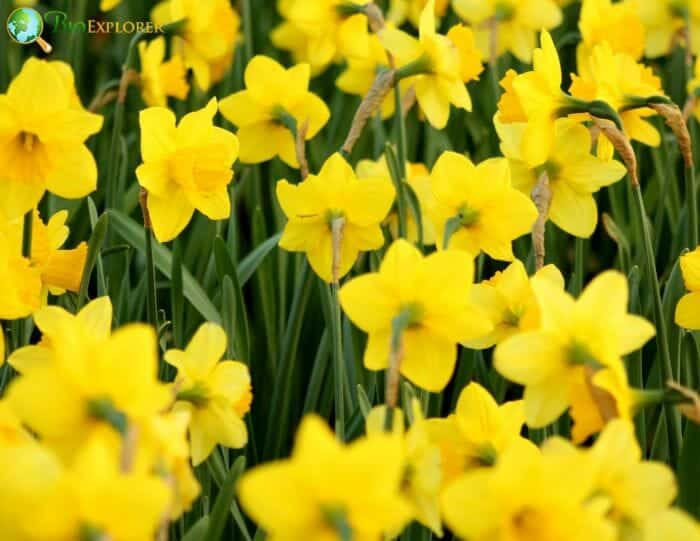 Daffodil Flowers