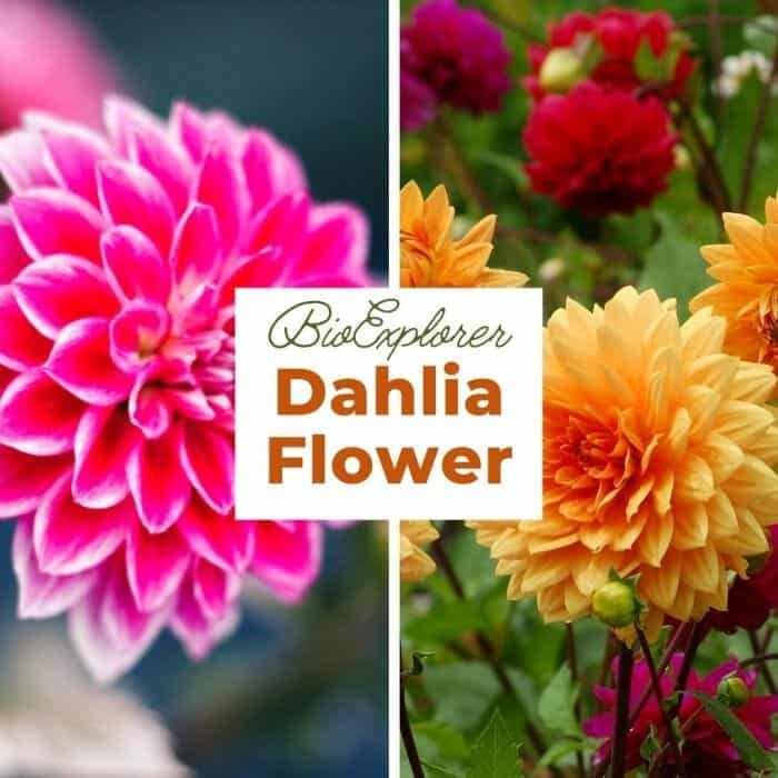 Dahlia