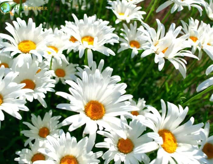 Daisies Popular Varieties