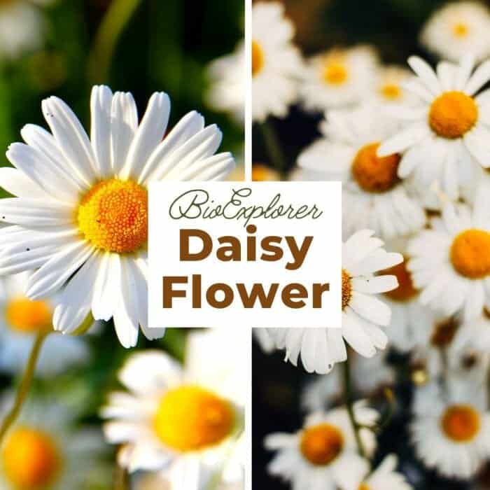 Daisy