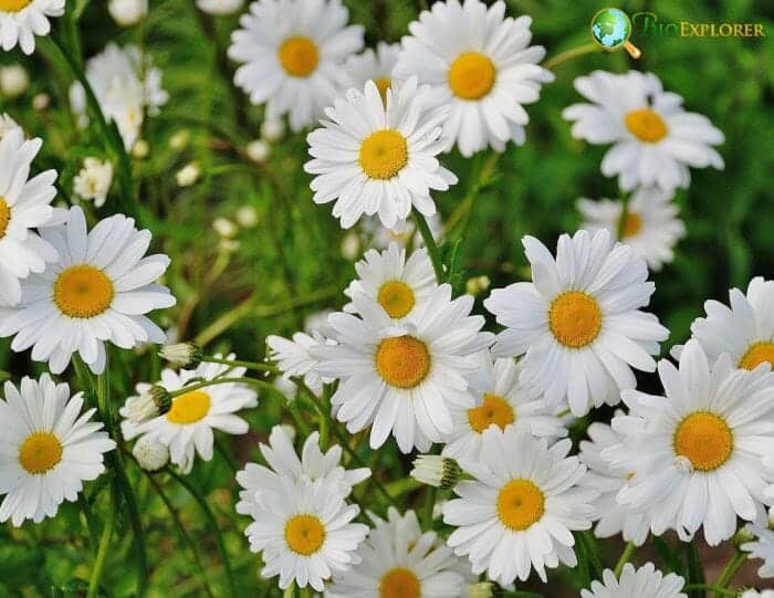 Daisy Flowers