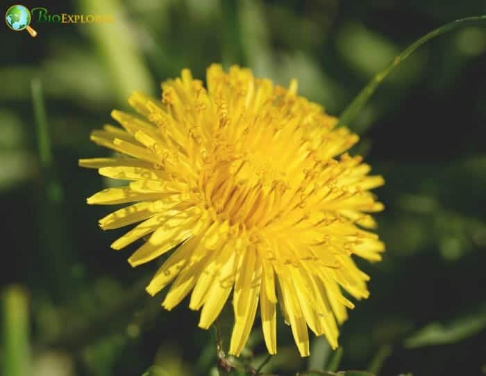 Dandelion Flower