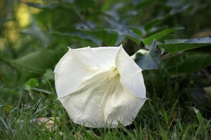 Datura Stramonium