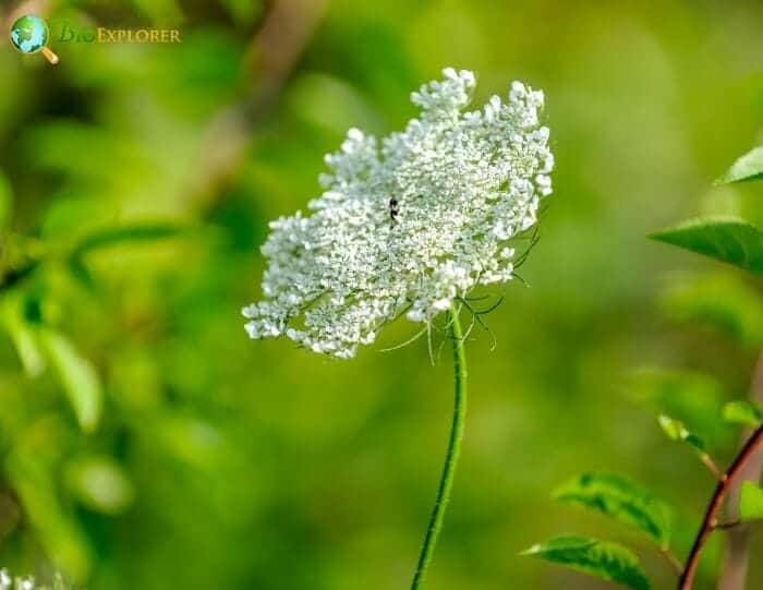 Daucus Carota