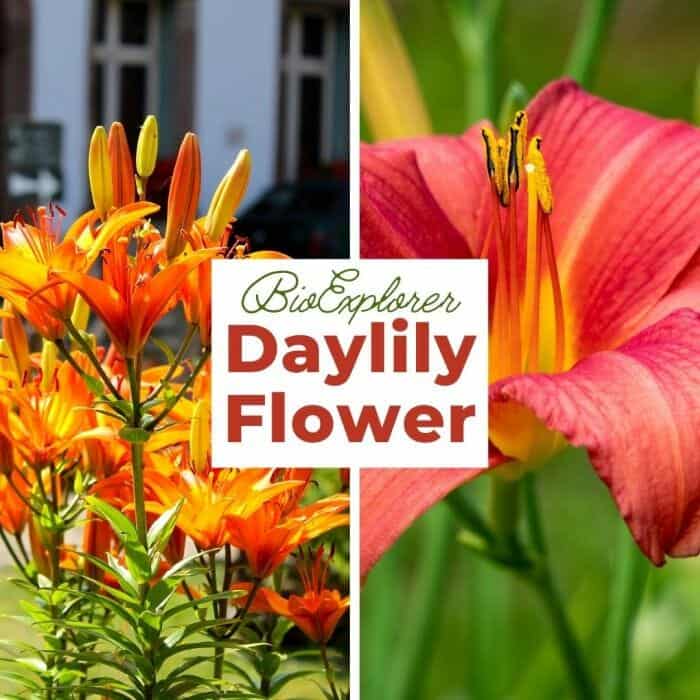 Daylily