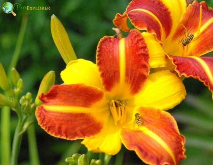 Daylily Flowers