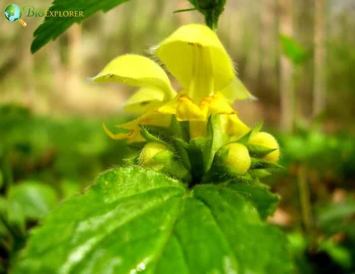 Dead Nettle Flowers