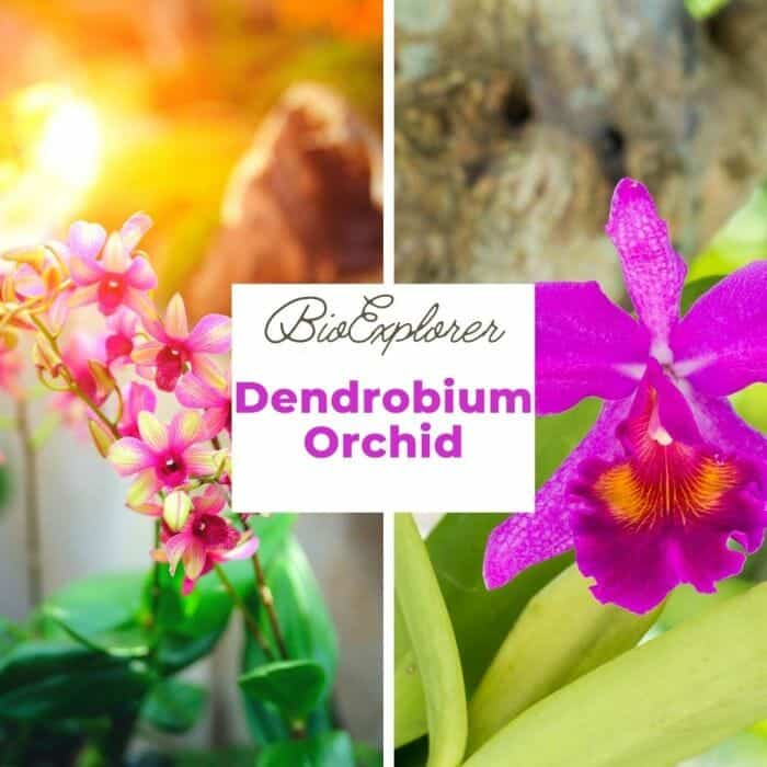 Dendrobium Orchid