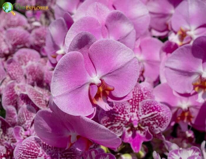 Dendrobium Orchid Flowers