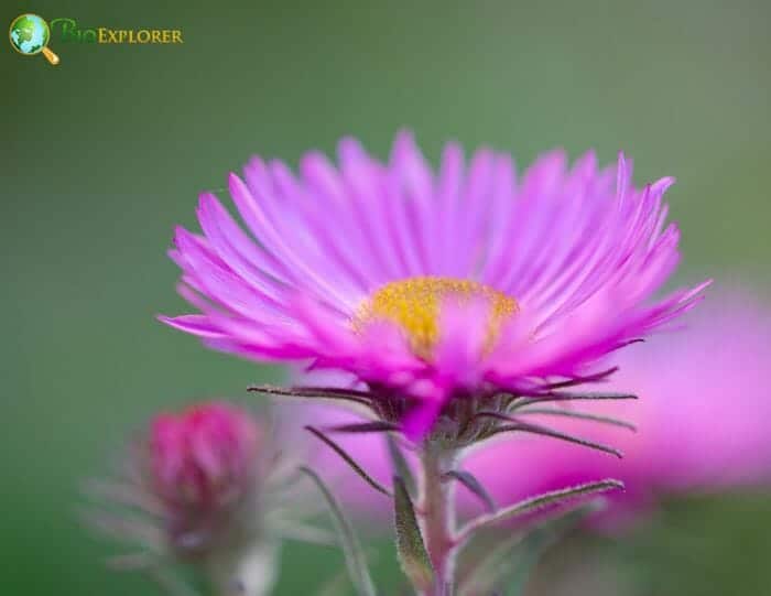 Dense Flowered Aster