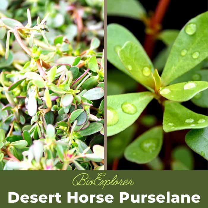 Desert Horse Purselane