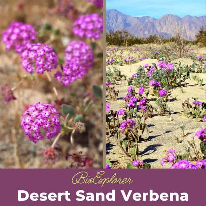 Desert Sand Verbena