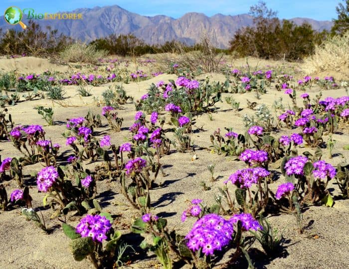 Desert Sand Verbena