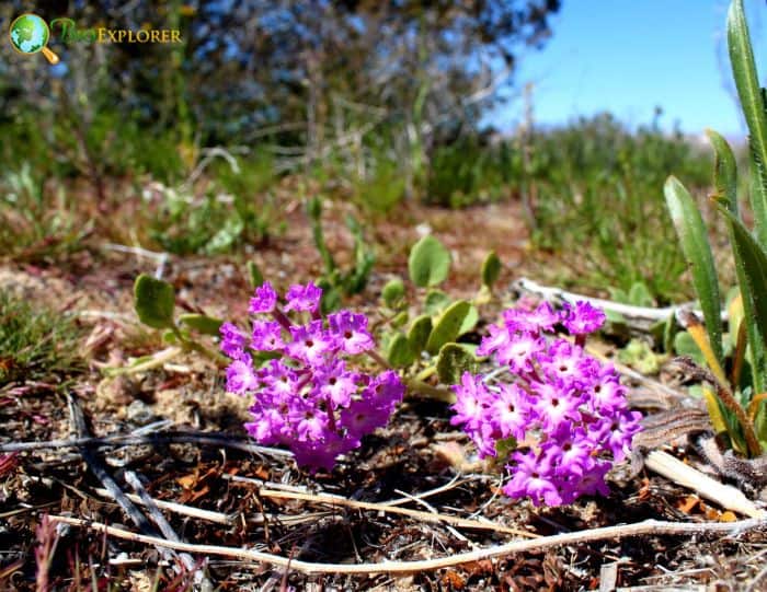 Desert Sand Verbena Flowers