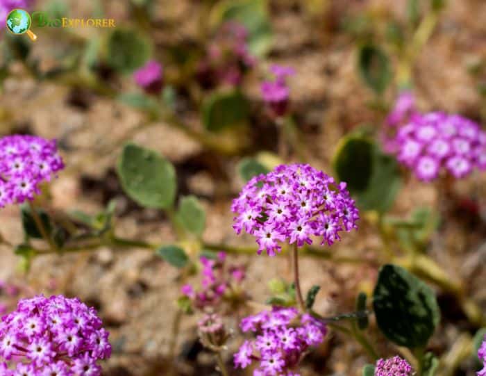 Desert Sand Verbena