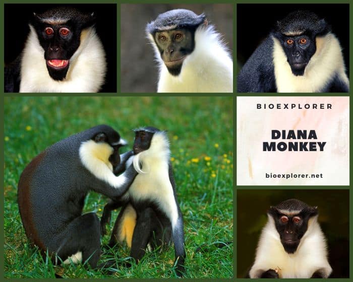 Diana Monkey