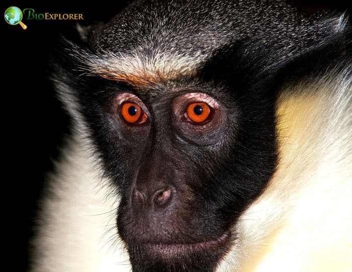 Diana Monkey