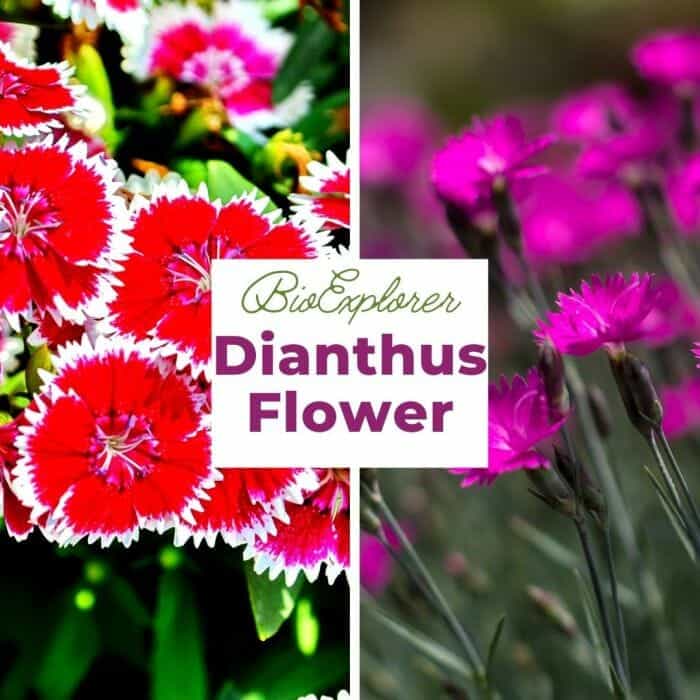 Dianthus