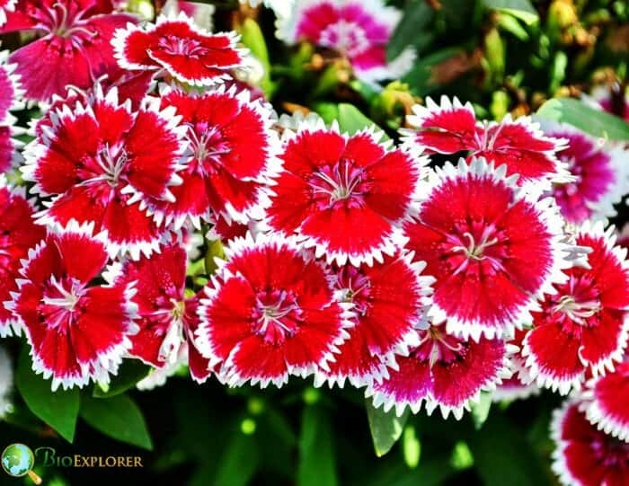 Dianthus Flowers