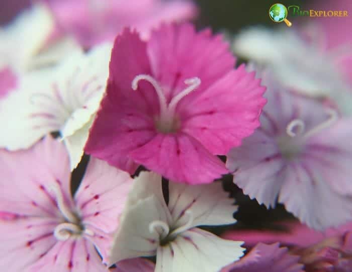 Dianthus Flowers