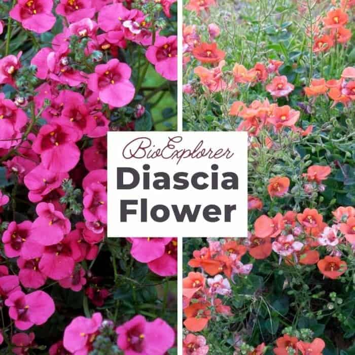 Diascia