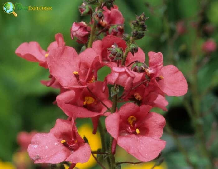 Diascia Flowers