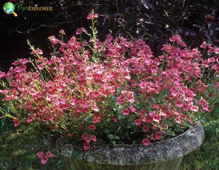 Diascia Flowers