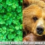 Differences Between Plant and Animal Cells