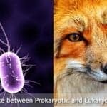 Difference Between Prokaryotic and Eukaryotic Cells