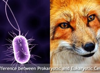 Difference Between Prokaryotic and Eukaryotic Cells