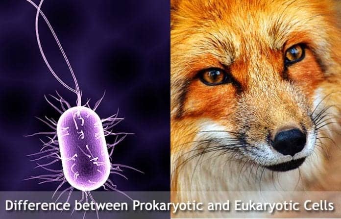 Difference Between Prokaryotic and Eukaryotic Cells