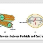 centrosome vs centriole