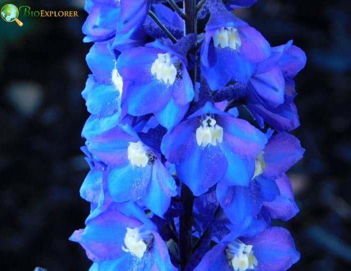 Different Colors Of Larkspur Have Additional Symbolism