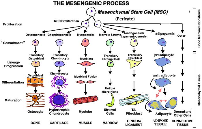 The Differentiation of Mesenchymal Stem Cells into different types of cells