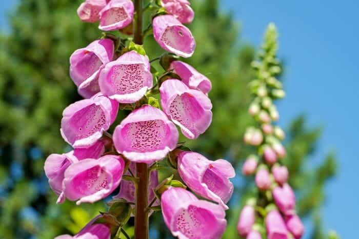 Digitalis Purpurea