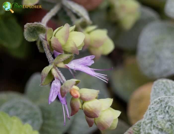 Dittany Of Crete Flowers