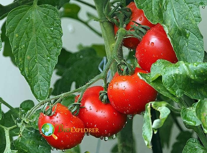 Do I Have To Move My Indoor Tomatoes Outside To Produce Fruits?