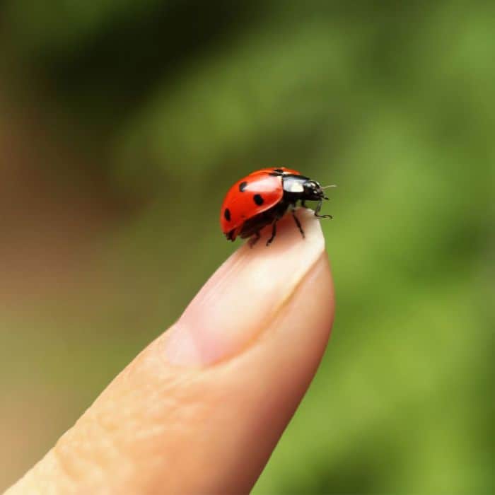 Do Ladybugs Bite or Eat Humans?