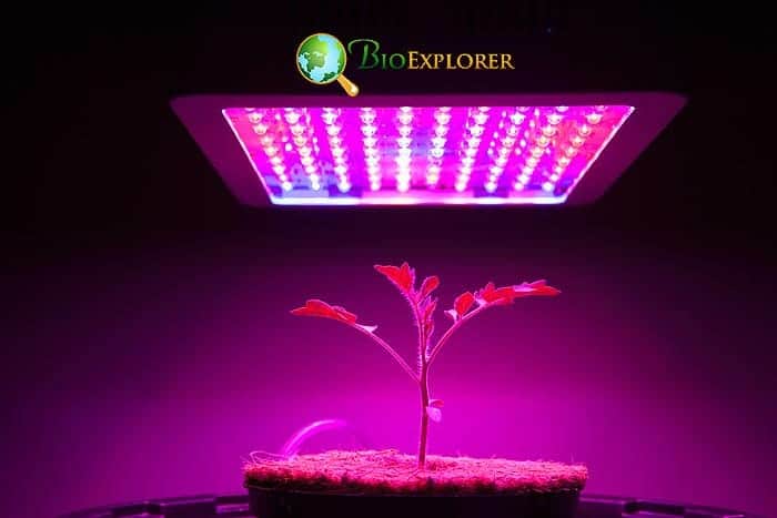 Do You Need A Grow Light for Indoors?