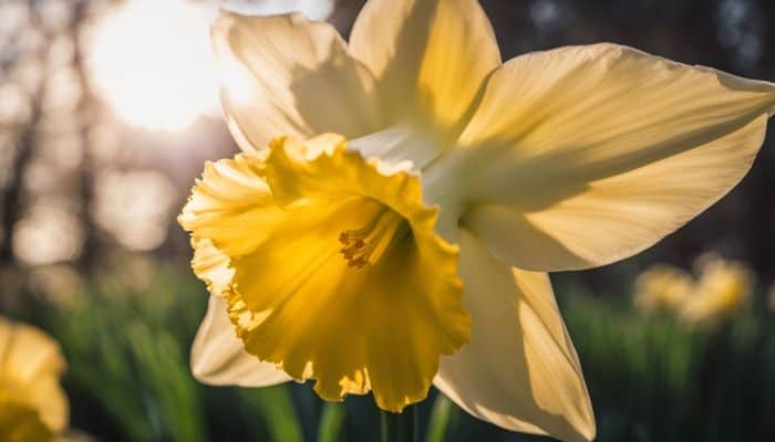 Do Daffodil Flowers Have Seeds?