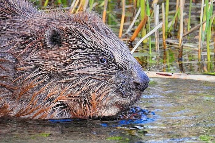 Do people eat beaver?