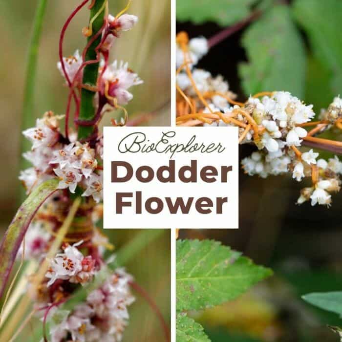 Dodder