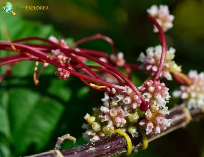 Dodder Flower Clusters