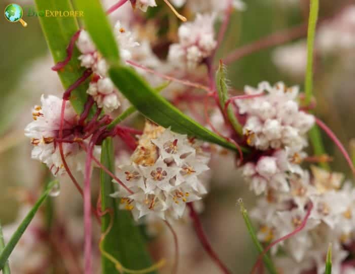 Dodder Flowers